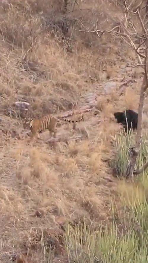 印度老虎搞笑视频