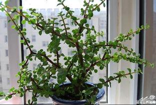 金枝玉叶的图片,自然与艺术的完美融合