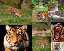 老虎脸图片,神秘与力量的完美融合