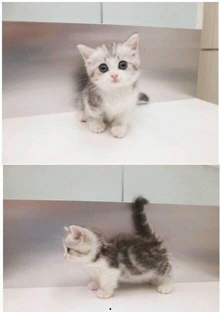 岛国网红短腿喵,岛国网红萌动全球