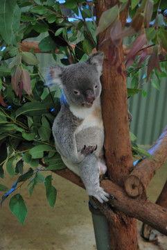 树袋熊资料,澳大利亚的国宝与生态之谜