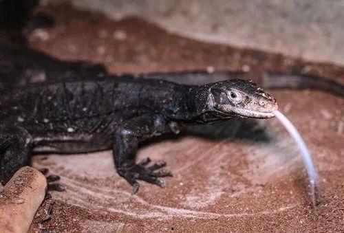 小黑龙照片,神秘生物的神秘面纱